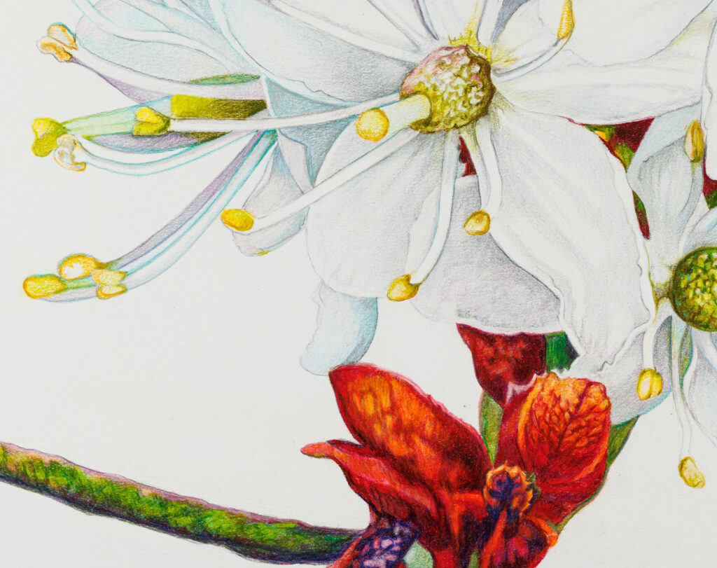 Illustration of Labrador Tea