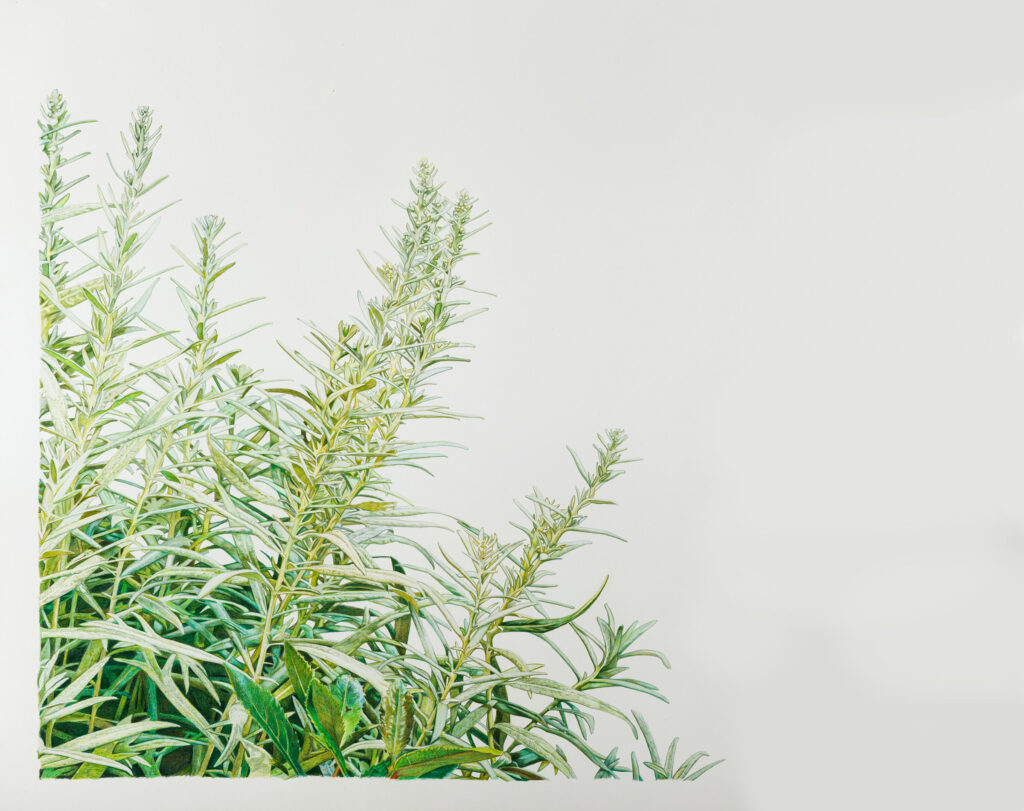 Illustration of Prairie Sage Leaves