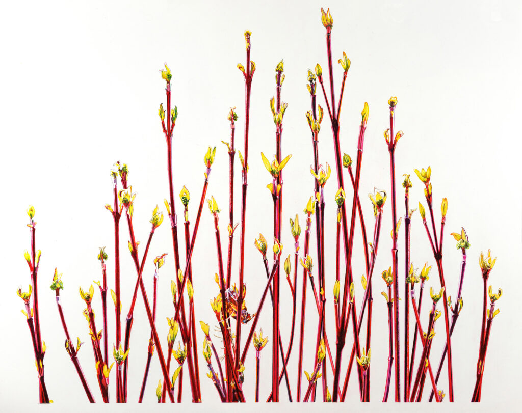 Illustration of Red Willow