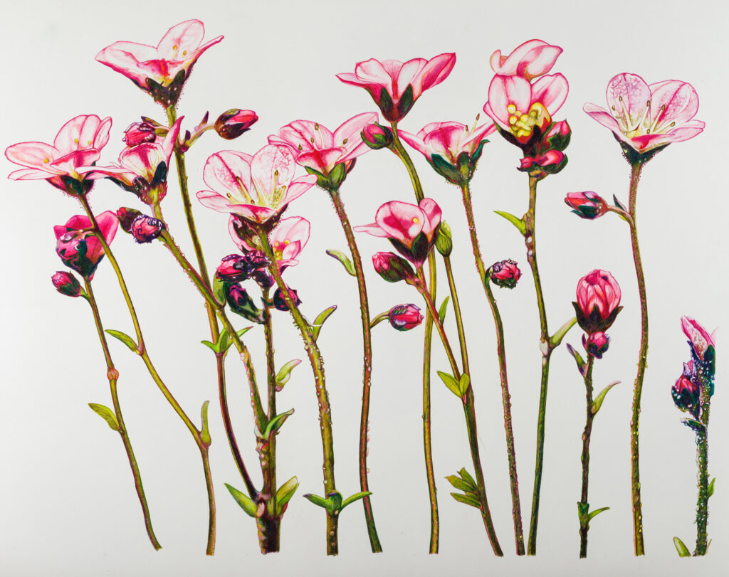 Illustration of Saxifrage