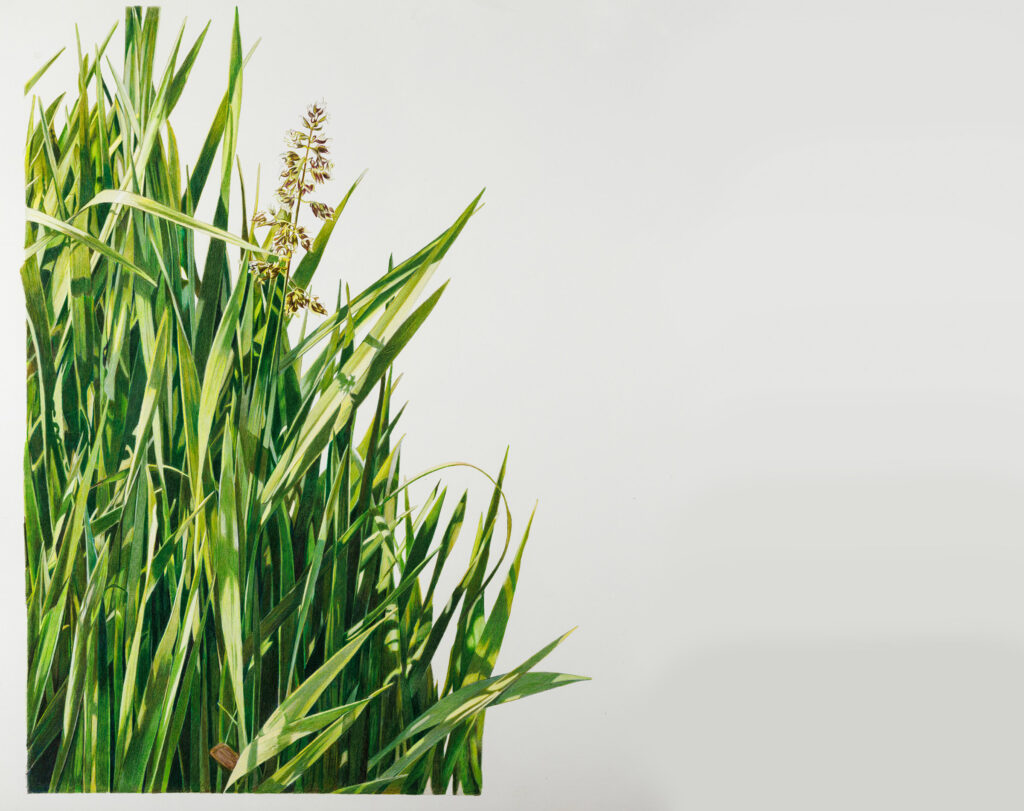 Illustration of Sweet Grass Leaves