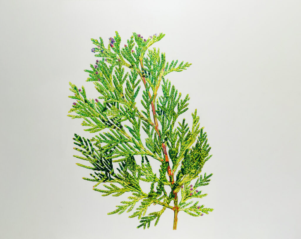 Illustration of White Cedar