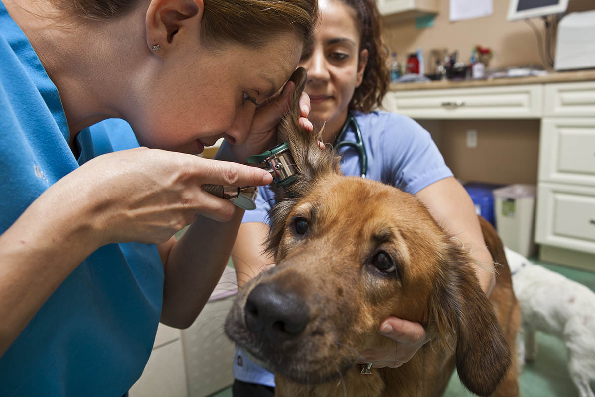 Veterinarian and veterinary technician examines the ears of a young Golden Retriever mix in an animal hospital.
