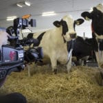 Animal Health: Dairy Farm