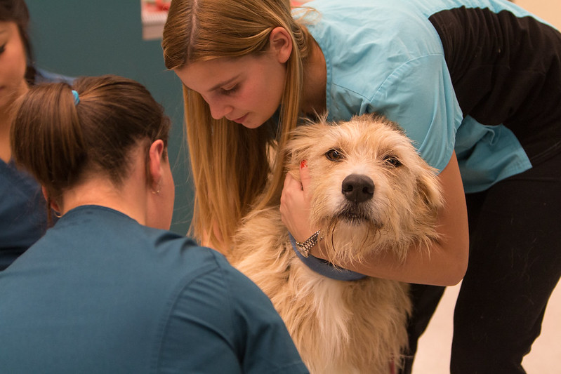 Animal health technologist checking a dog