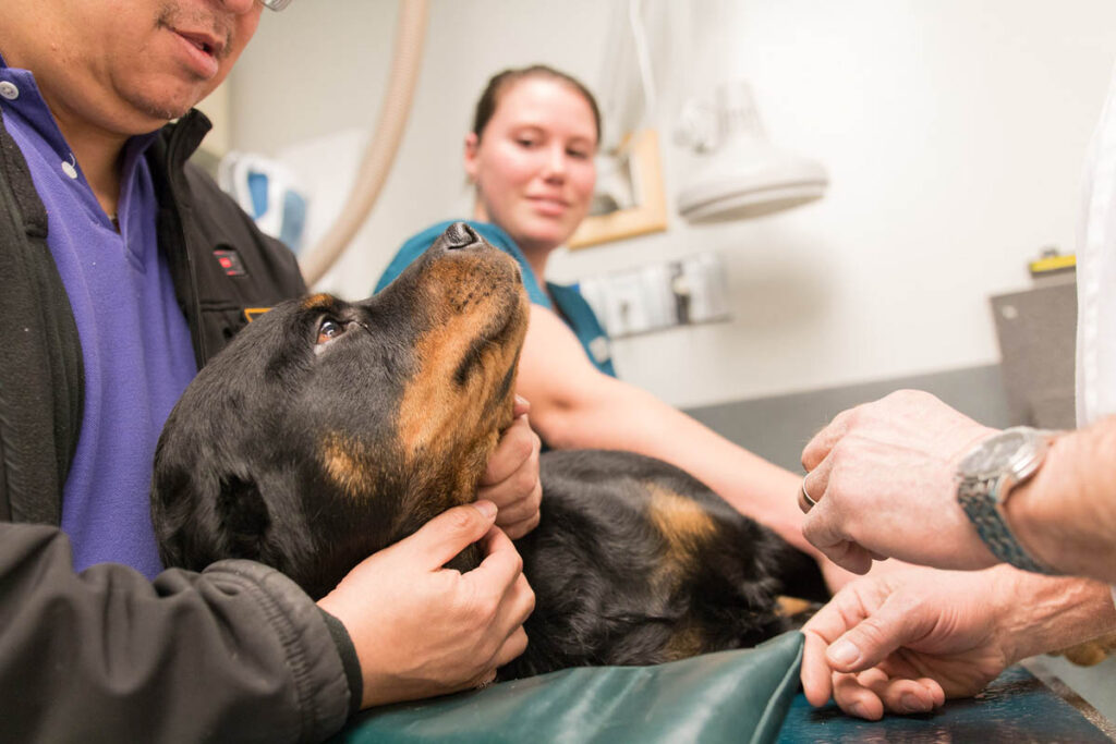 A dog being treated by some animal health technology students