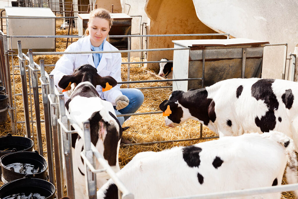 Veterinary technologist examining three cows on a farm