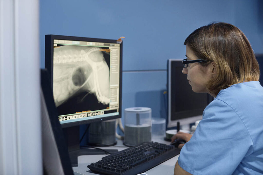 Student looking at an X-ray of an animal on a computer screen