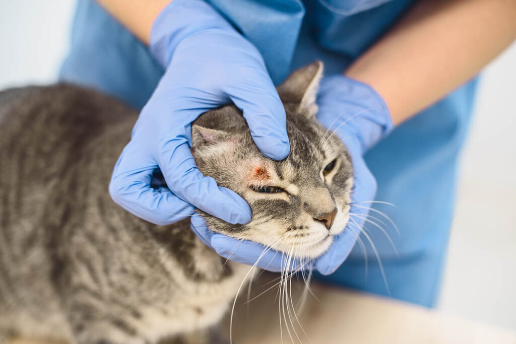 Veterinary technologist examining a sore above a cat's eye