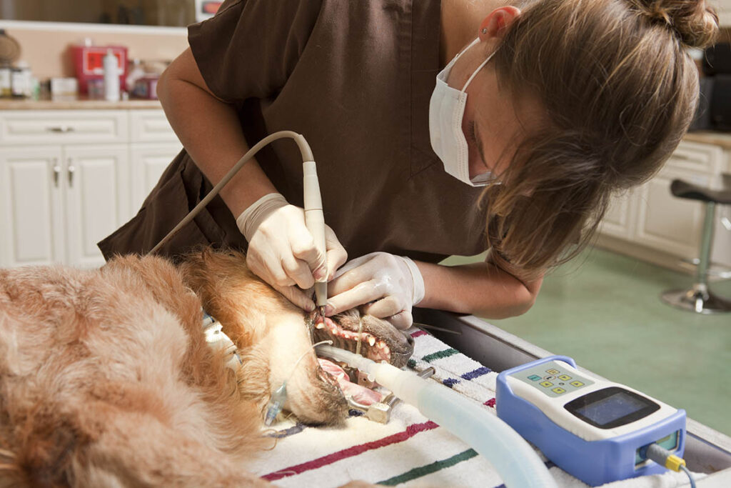 Veterinary technologist cleaning the teeth of a dog in a vet's office