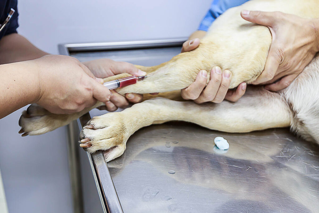 Veterinary technologist drawing blood from a dog's leg in a vet's office