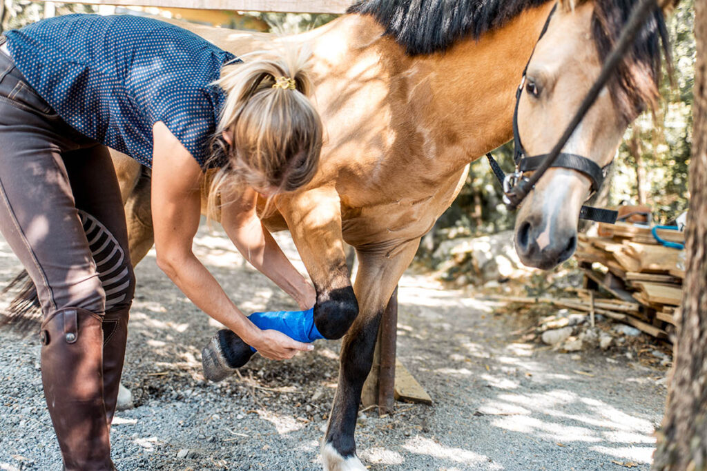 Veterinary technologist bandaging a horses leg on a farm