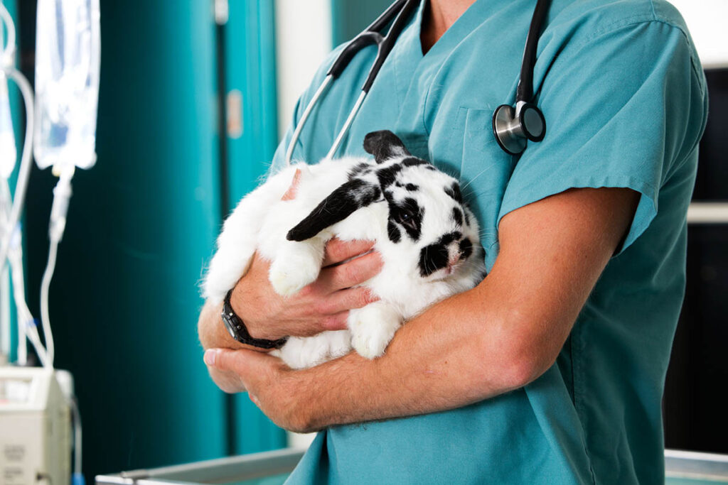 Veterinary technologist holding a rabbit in a vet's office