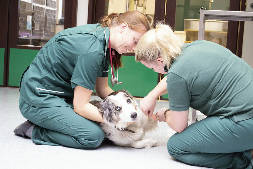 Two veterinary technology students examining a dog in student lab