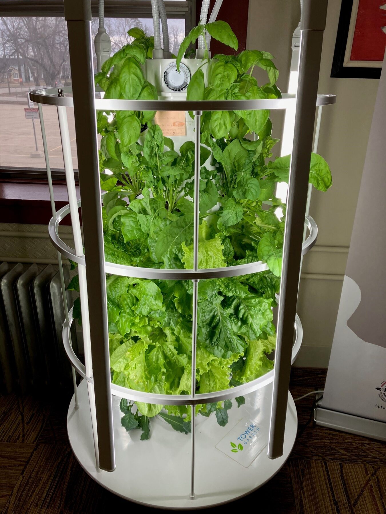Hydroponic garden with bright green lettuce, basil and arugula growing out of it. The garden stands in front of a window and has four lights attached at its sides.