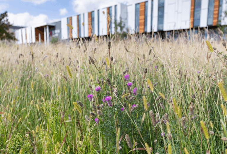 Plants and grass in front of RRC Polytech's Skilled Trades and Technology Centre, it is a sunny day