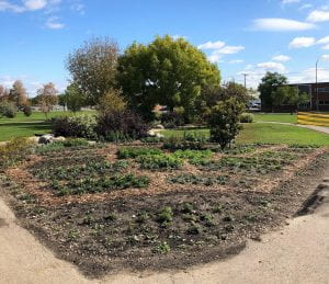 Pollinator garden, Notre Dame Campus