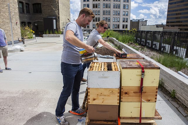 Beehives on top of PGI. Chris Kirouac from Beeproject Apiaries uses a bee smoker which has the effect of calming the bees.