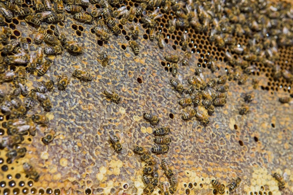 A closeup of a honeycomb and bees.