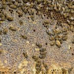 A closeup of a honeycomb and bees.