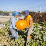 Two men lift a large pumpkin out of a pumpkin patch.
