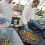 With gloves on, two students sort through food scraps during a waste audit.