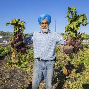 Grounds Gardener Shivcharan Sandhu holds up two huge bunches of beets in each hand at the NDC Campus garden.