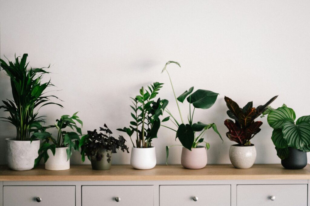 Seven different types of indoor plants in decorative pots, lined up on a counter.