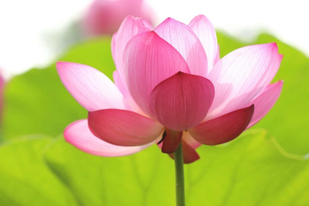 Pink lotus flower blooming