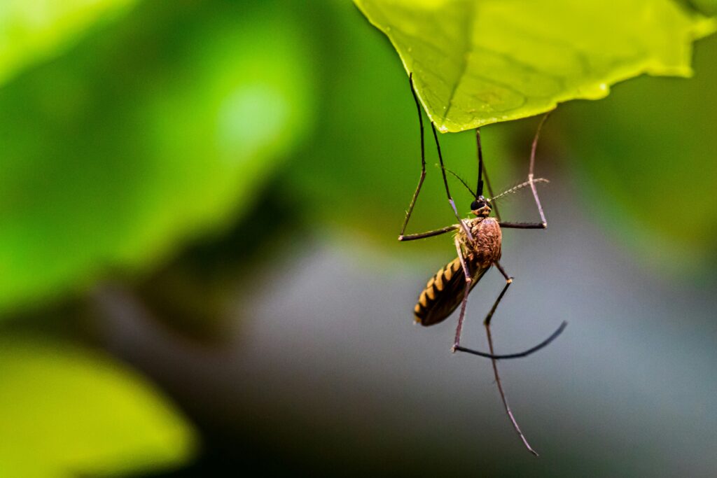 Photo of mosquito hanging upside down on a leaf