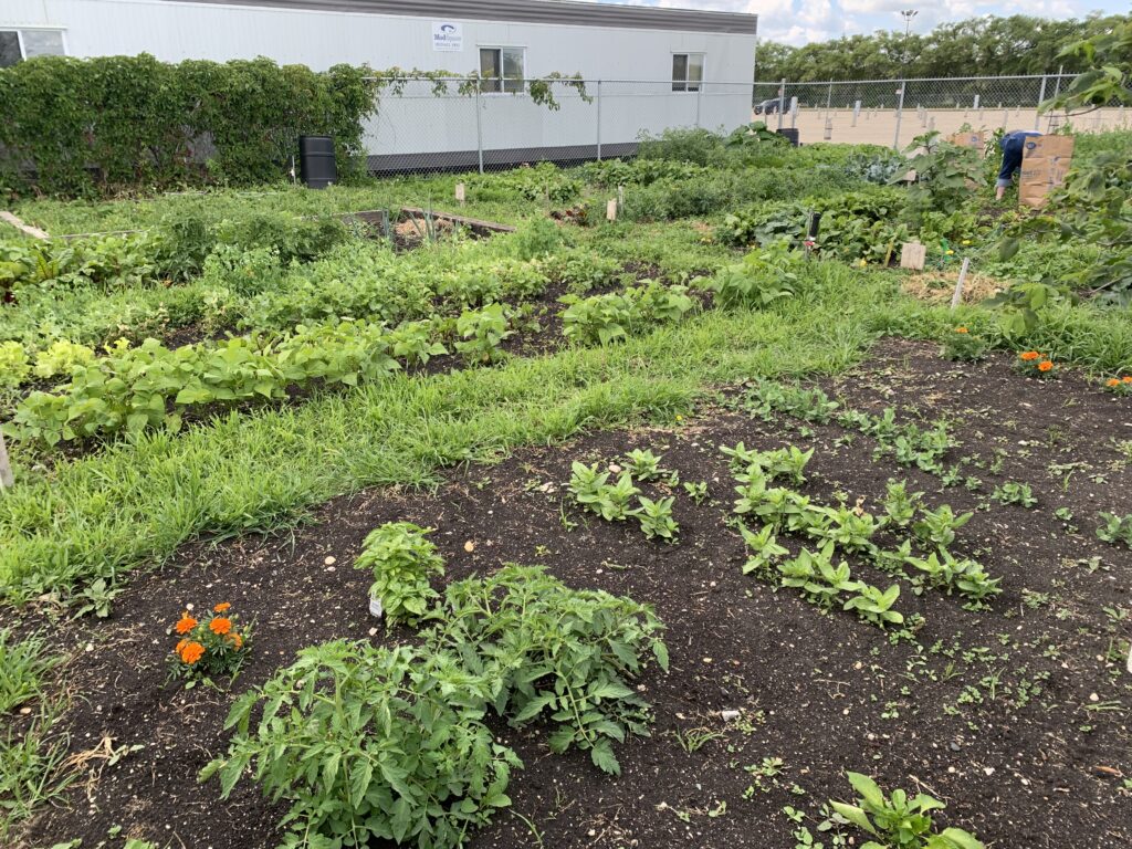 community garden plots with various plants growing