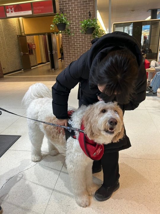 A woman petting a big white therapy dog.