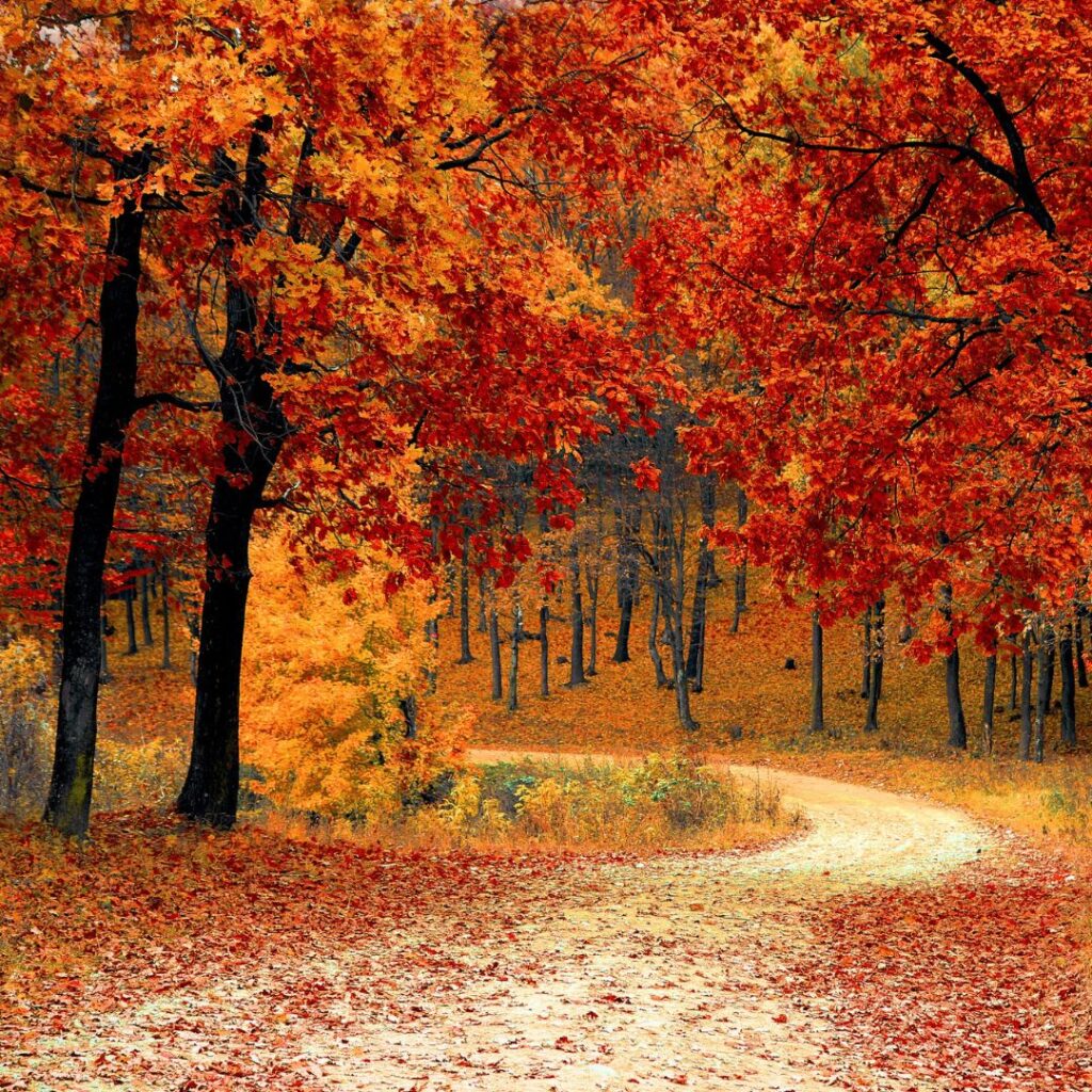 Fall forest path with vibrant yellow and red leaves
