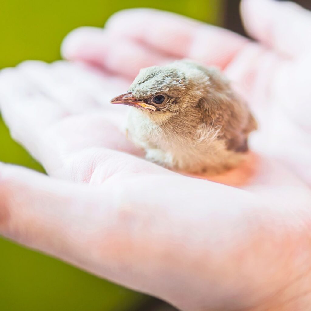 Little bird in the palm of someones hand