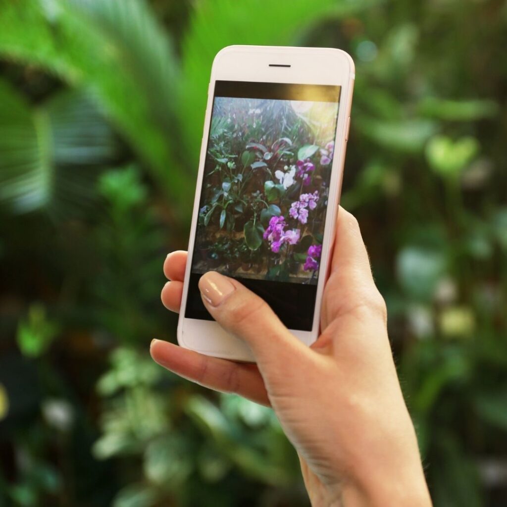 taking a picture of flowers with iphone