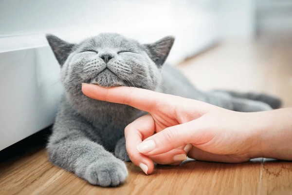 content grey cat being pet under the chin