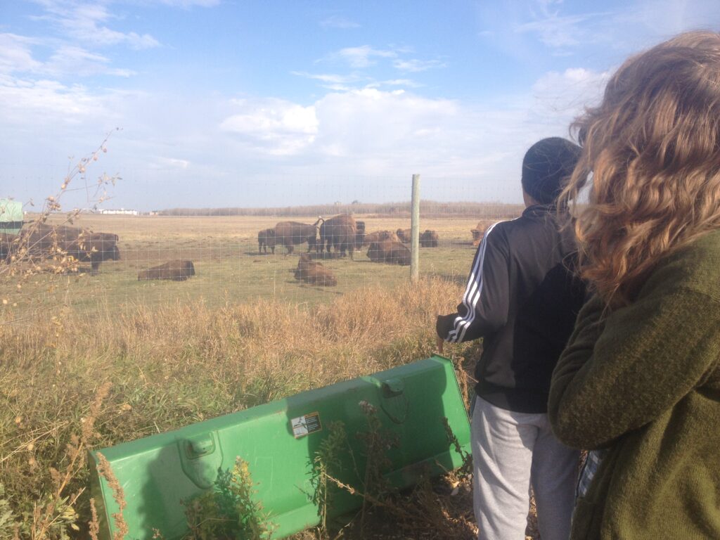 Students gazing at bison herd