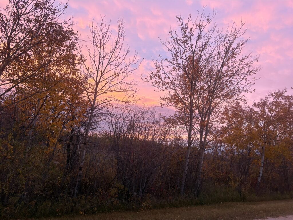 Early dawn colour of lilac and rose
