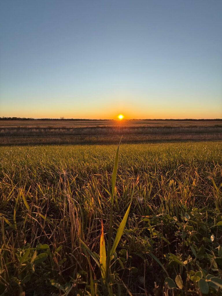 Sunrise over a field