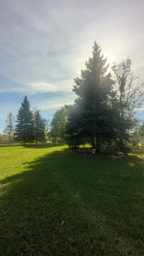 Sun shining behind an evergreen tree