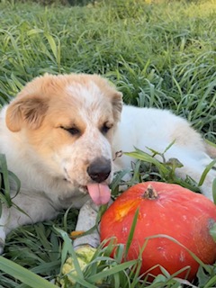 Puppy with its tongue out in a pumpkin patch