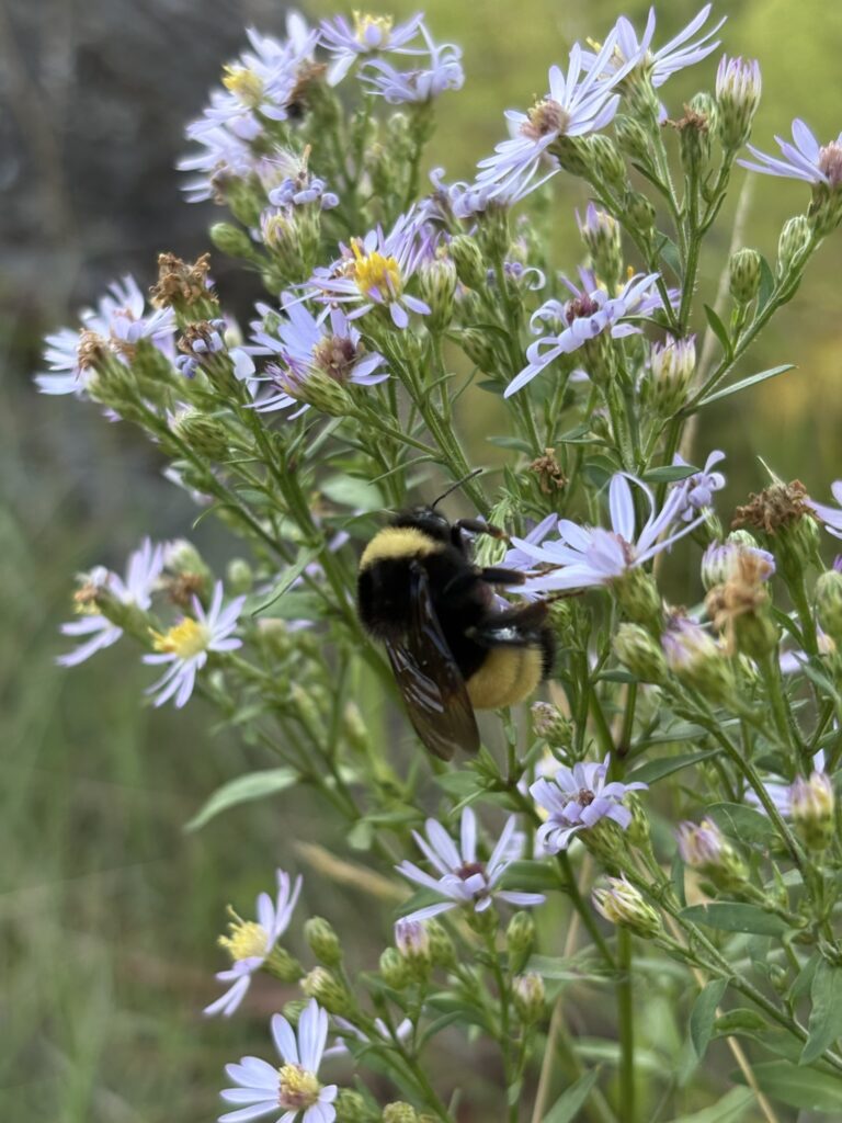 Bumblebee on Aster flowers