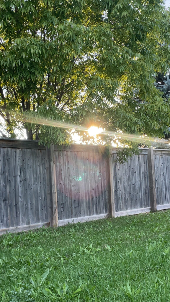 Sun peeking over a fence through the trees