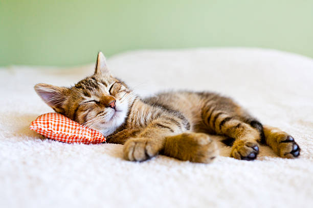 cat sleeping on white blanket with a tiny pillow under its head. 