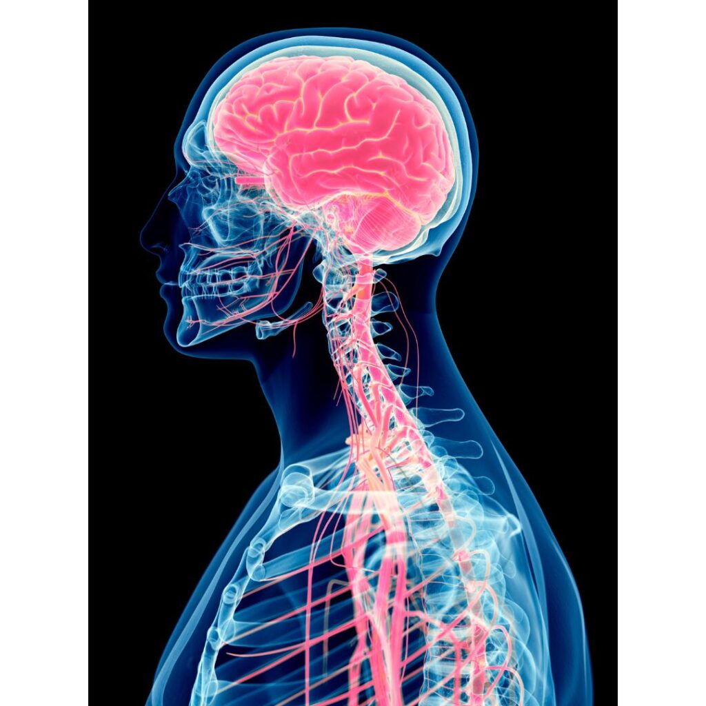 A graphic of head and shoulders showing brain and nerves.